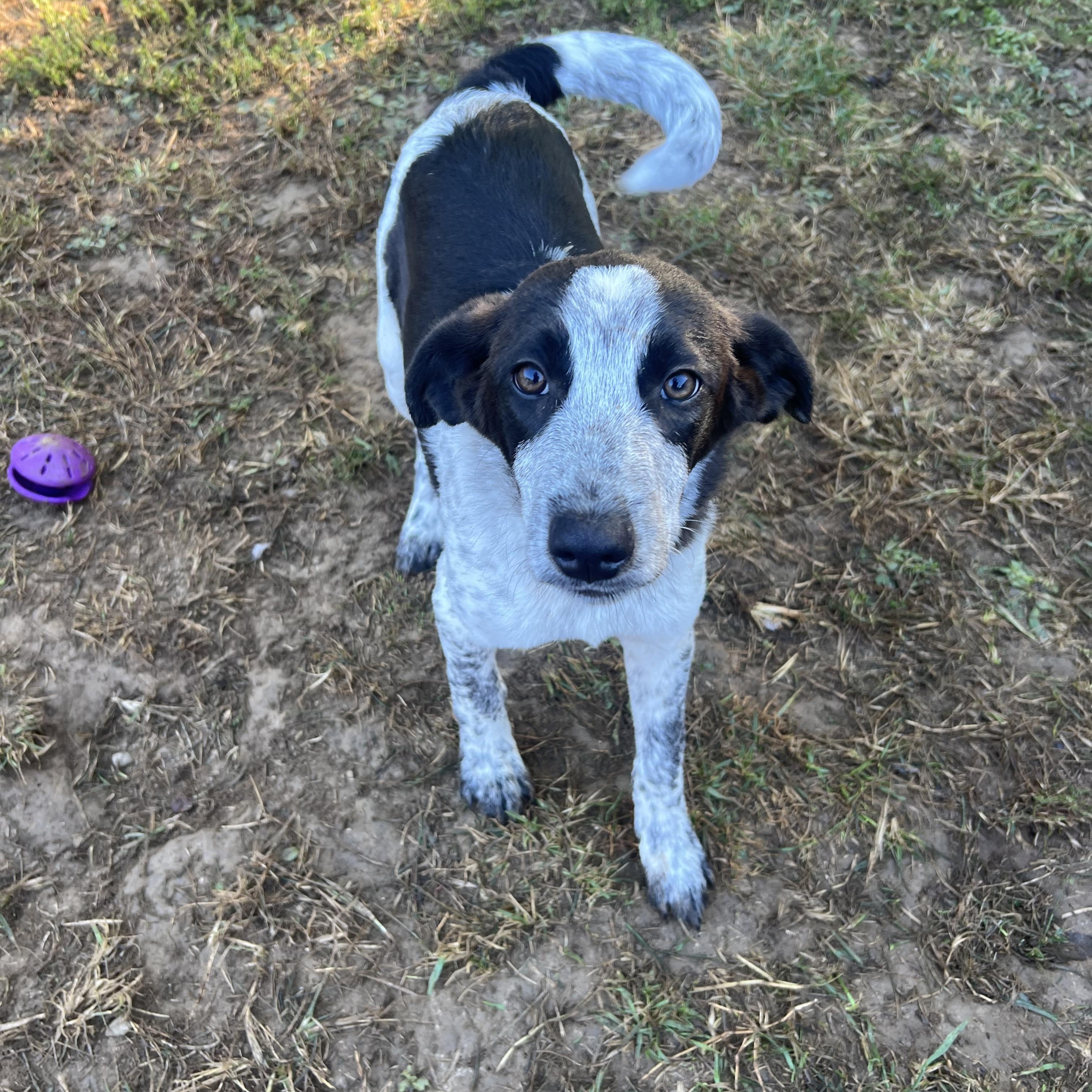 Enlarge Comet, a Adoptable Mixed Breed in South Charleston, OH image 2/5