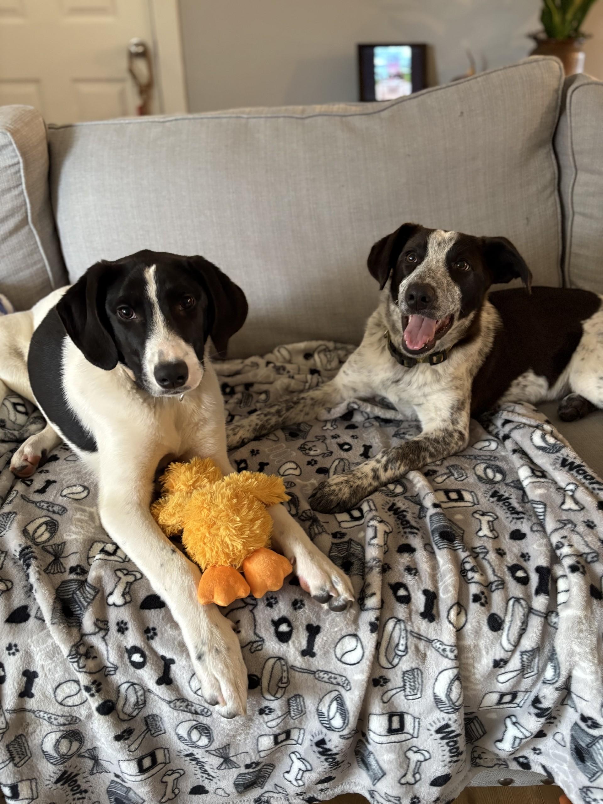 Enlarge Comet, a Adoptable Mixed Breed in South Charleston, OH image 4/5