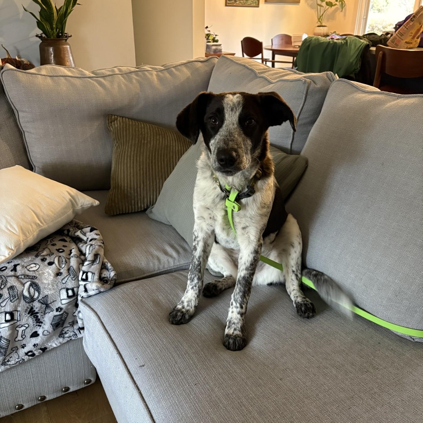 Enlarge Comet, a Adoptable Mixed Breed in South Charleston, OH image 1/5