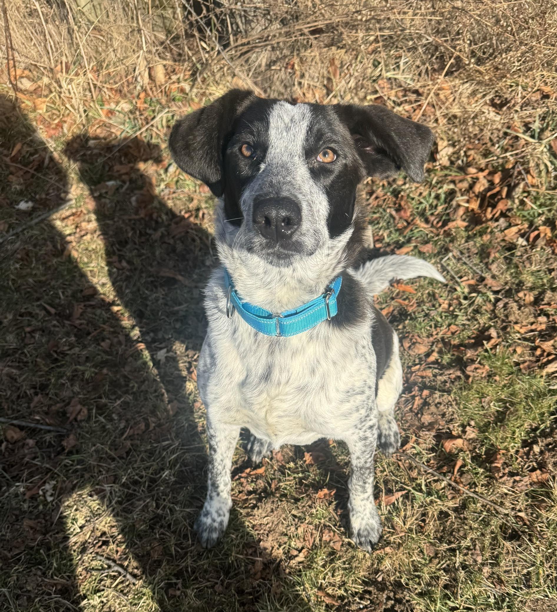 Comet, a Adoptable Mixed Breed in South Charleston, OH image 1/6
