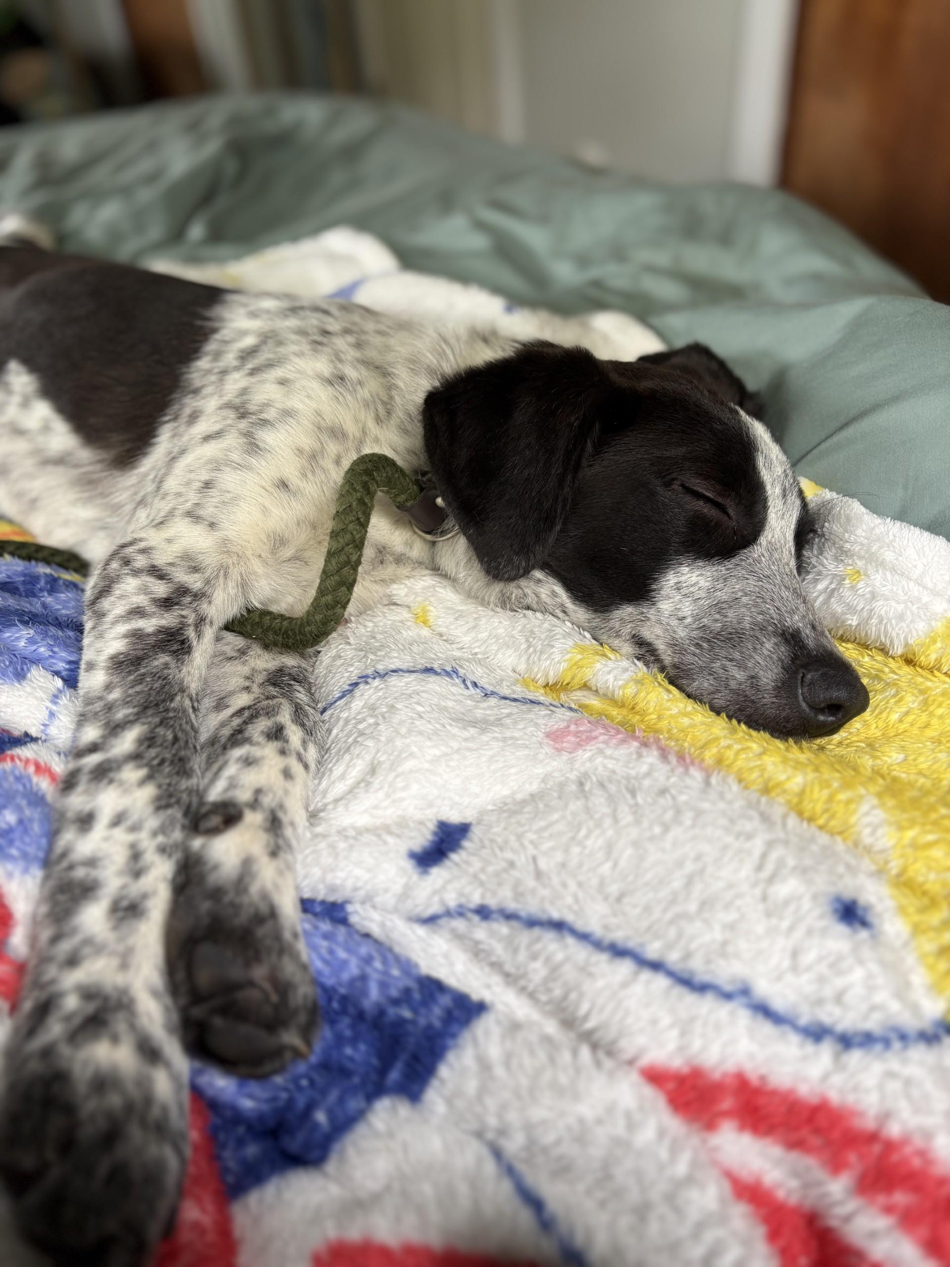 Enlarge Comet, a Adoptable Mixed Breed in South Charleston, OH image 3/5