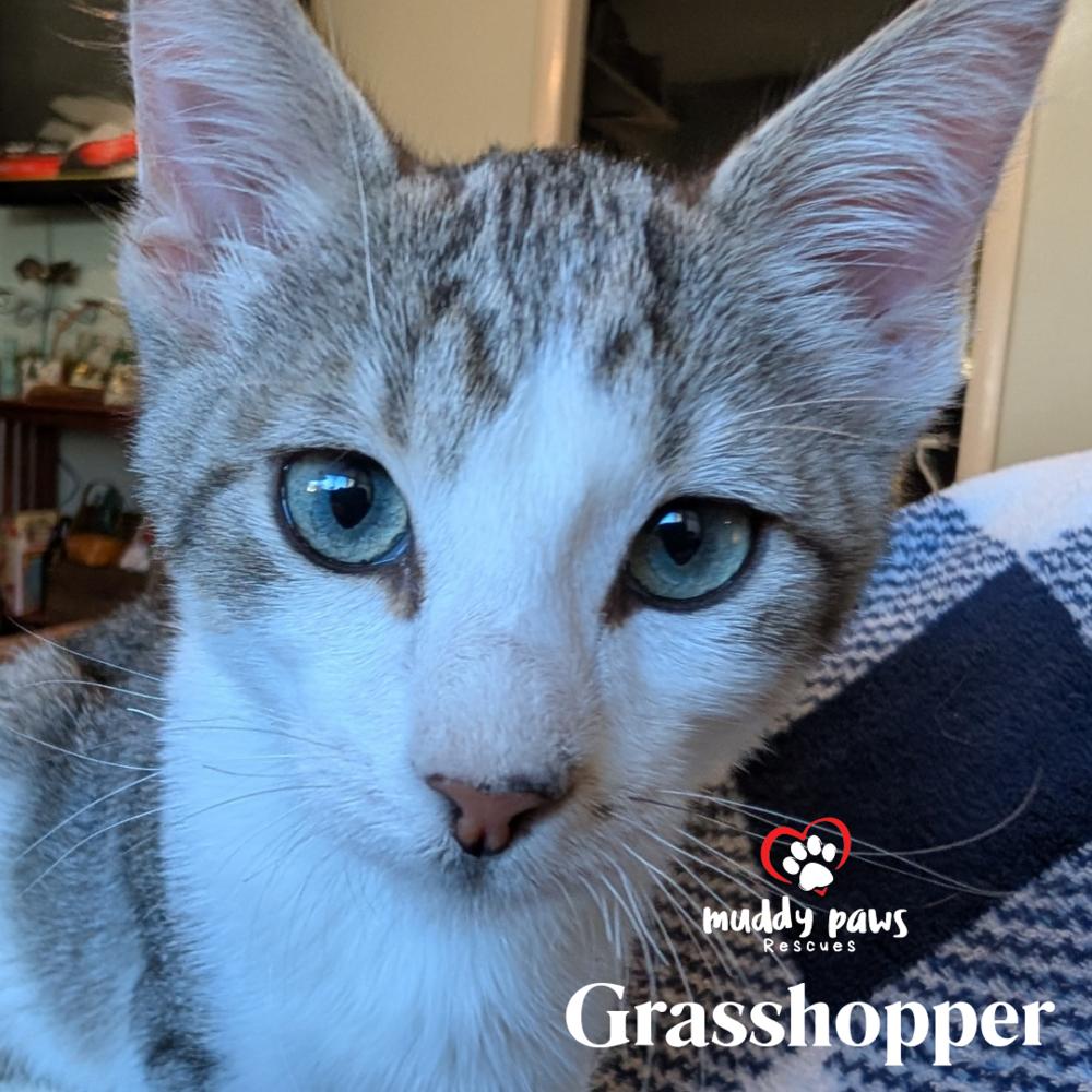 Bugaboos Litter: Grasshopper - Adoption Pending