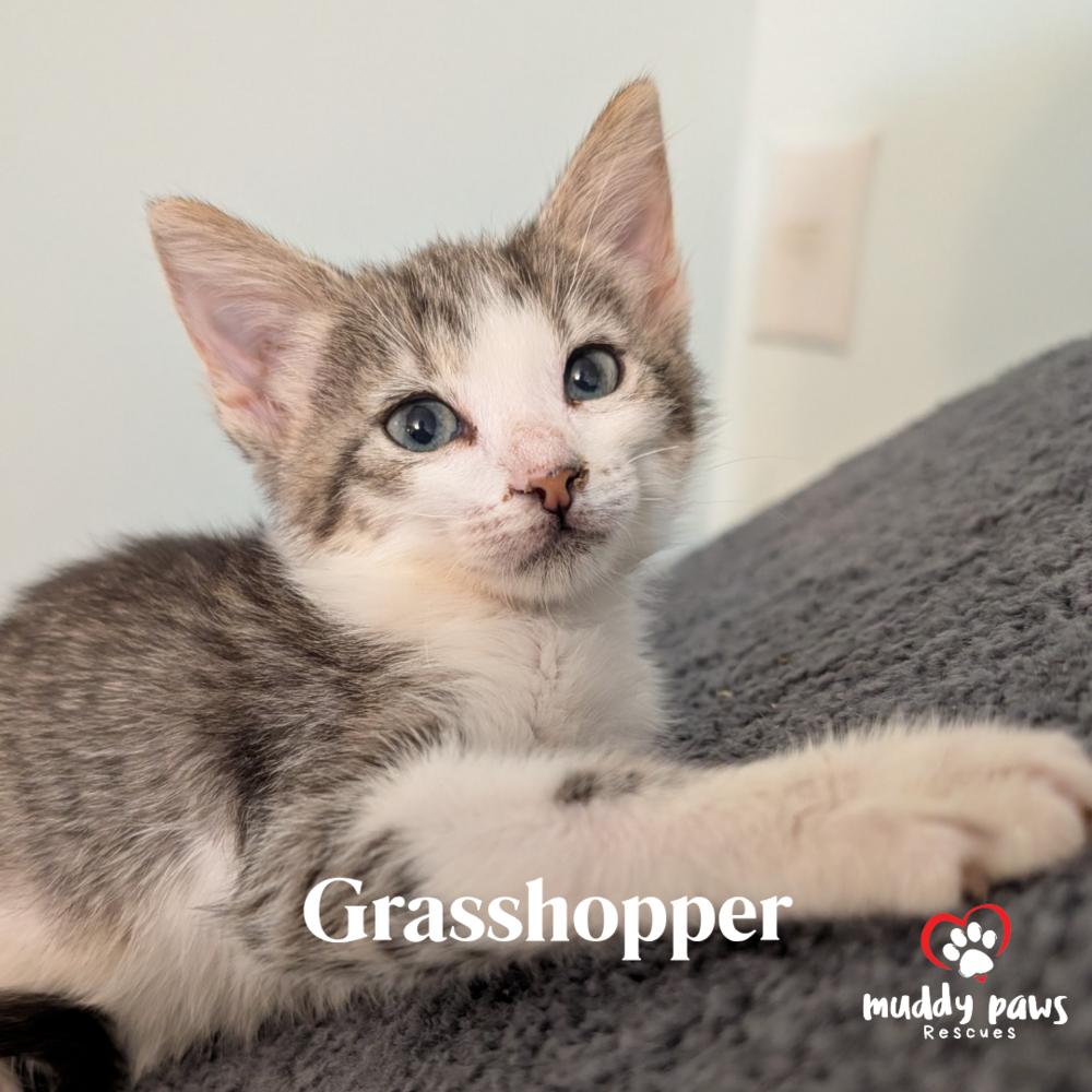 Bugaboos Litter: Grasshopper - Adoption Pending — thumbnail 2