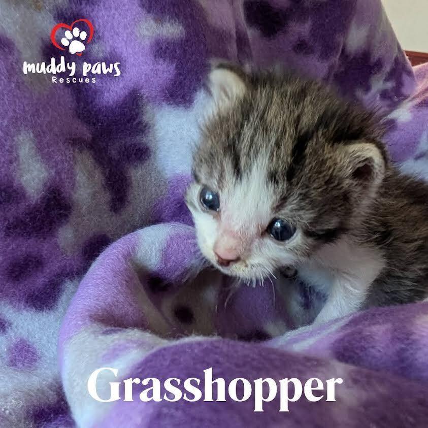 Bugaboos Litter: Grasshopper - Adoption Pending — thumbnail 3