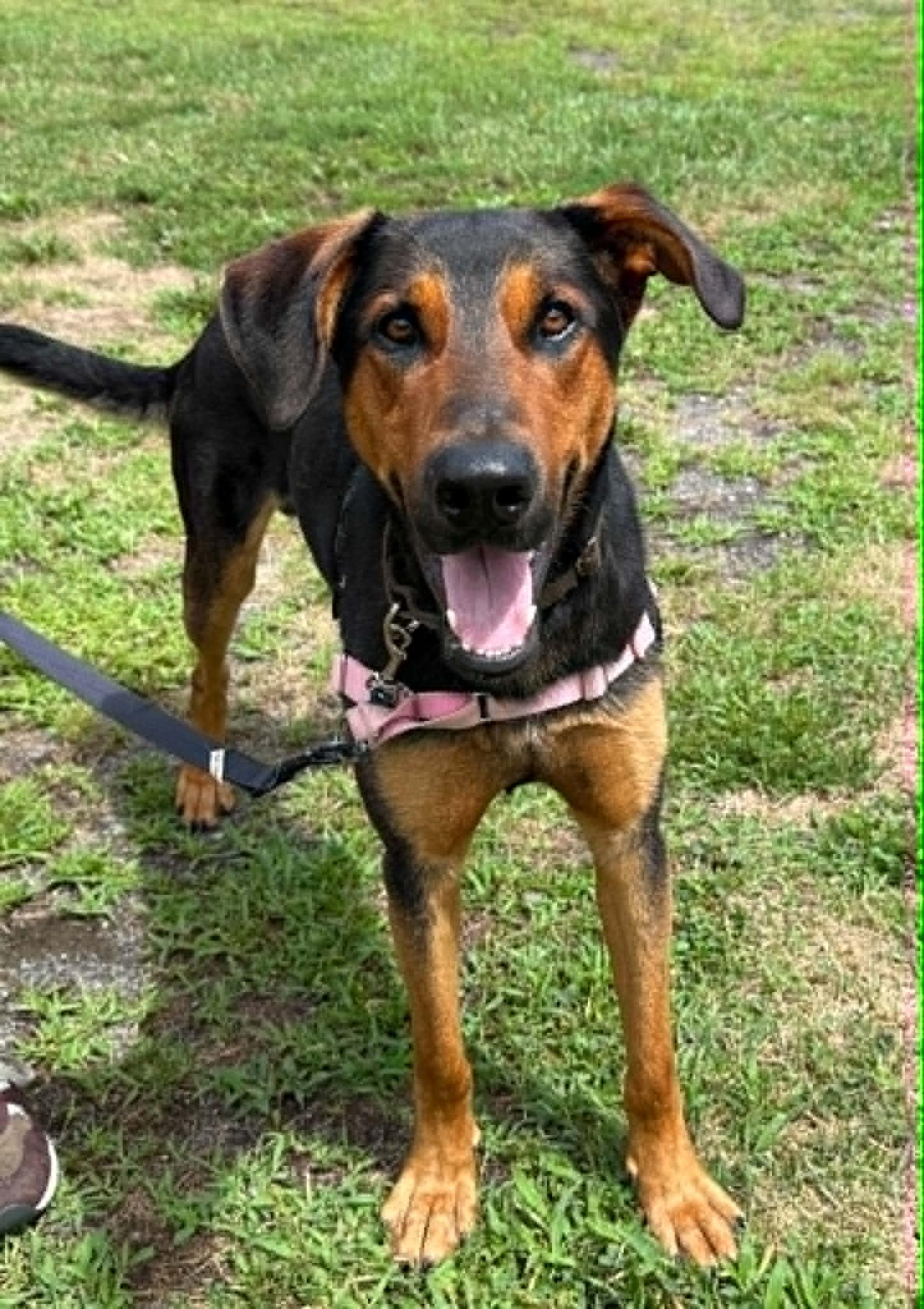 Enlarge Odin, a Adoptable mixed breed in Elizabethtown, NY image 1/1