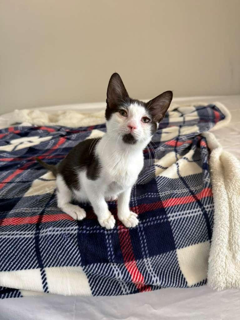 Rachel, Adoptable, Kitten Female Domestic Short Hair.