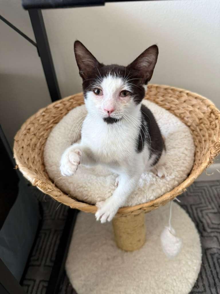 Rachel, a Adoptable Domestic Short Hair in Gainesville, FL image 3/3