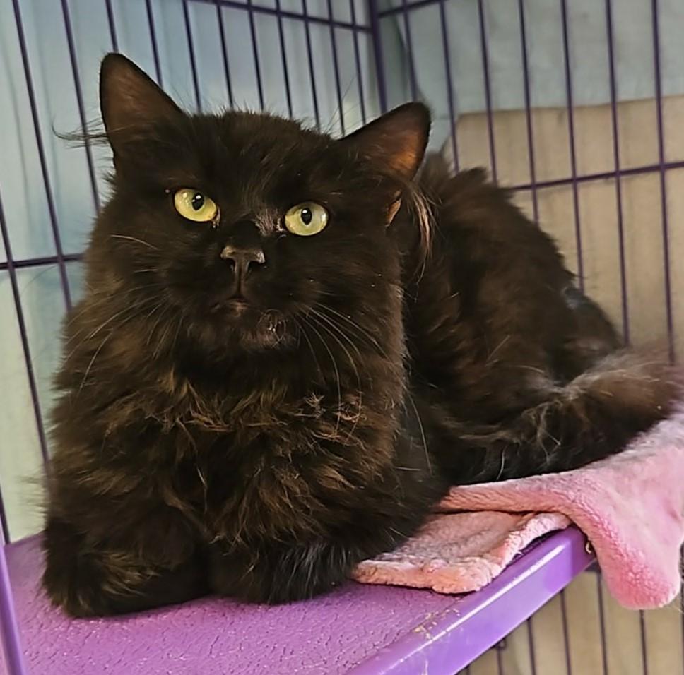 Sambuca, ADOPTABLE, Young Female Domestic Long Hair.