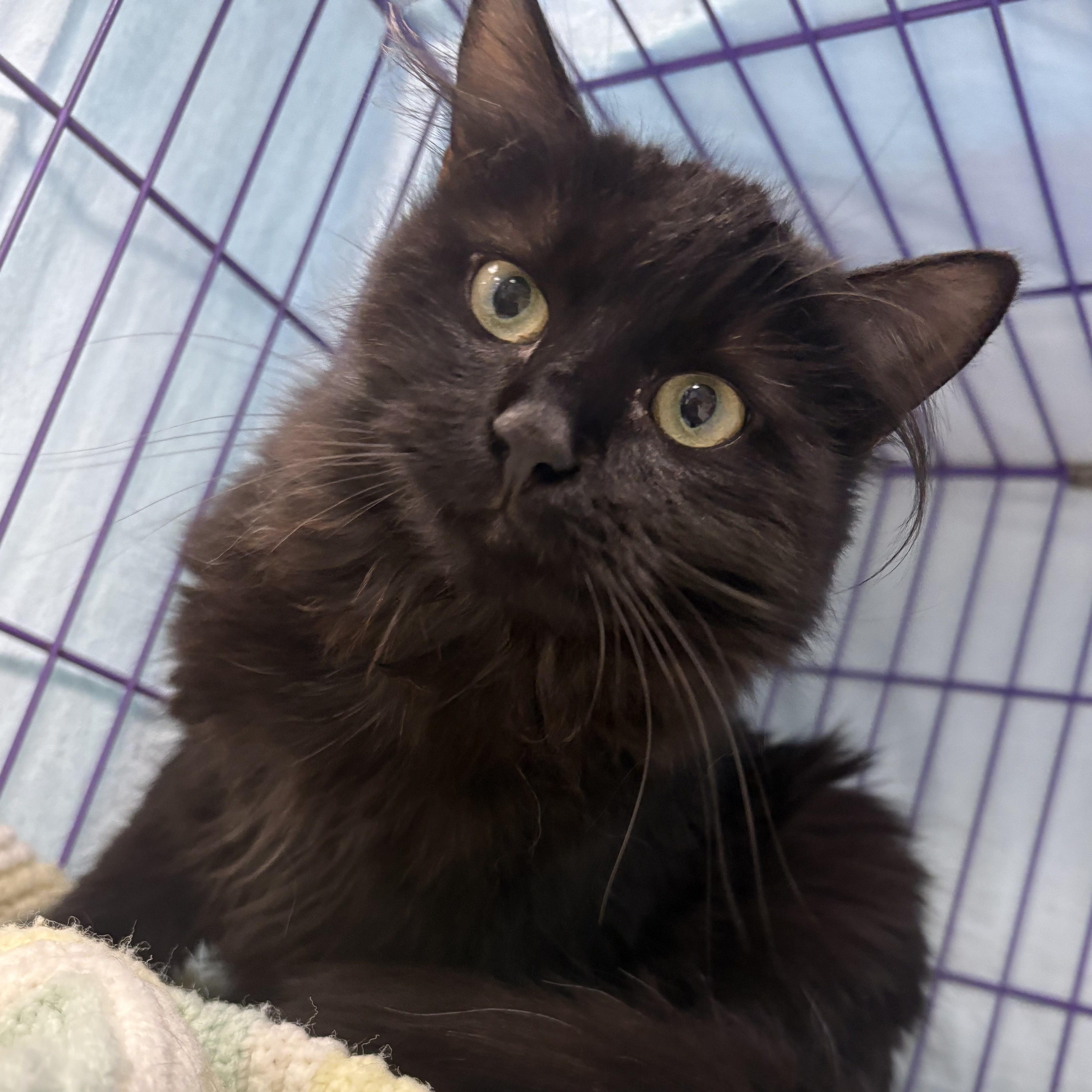 Enlarge Sambuca, an adopted Domestic Long Hair in Richboro, PA image 2/4