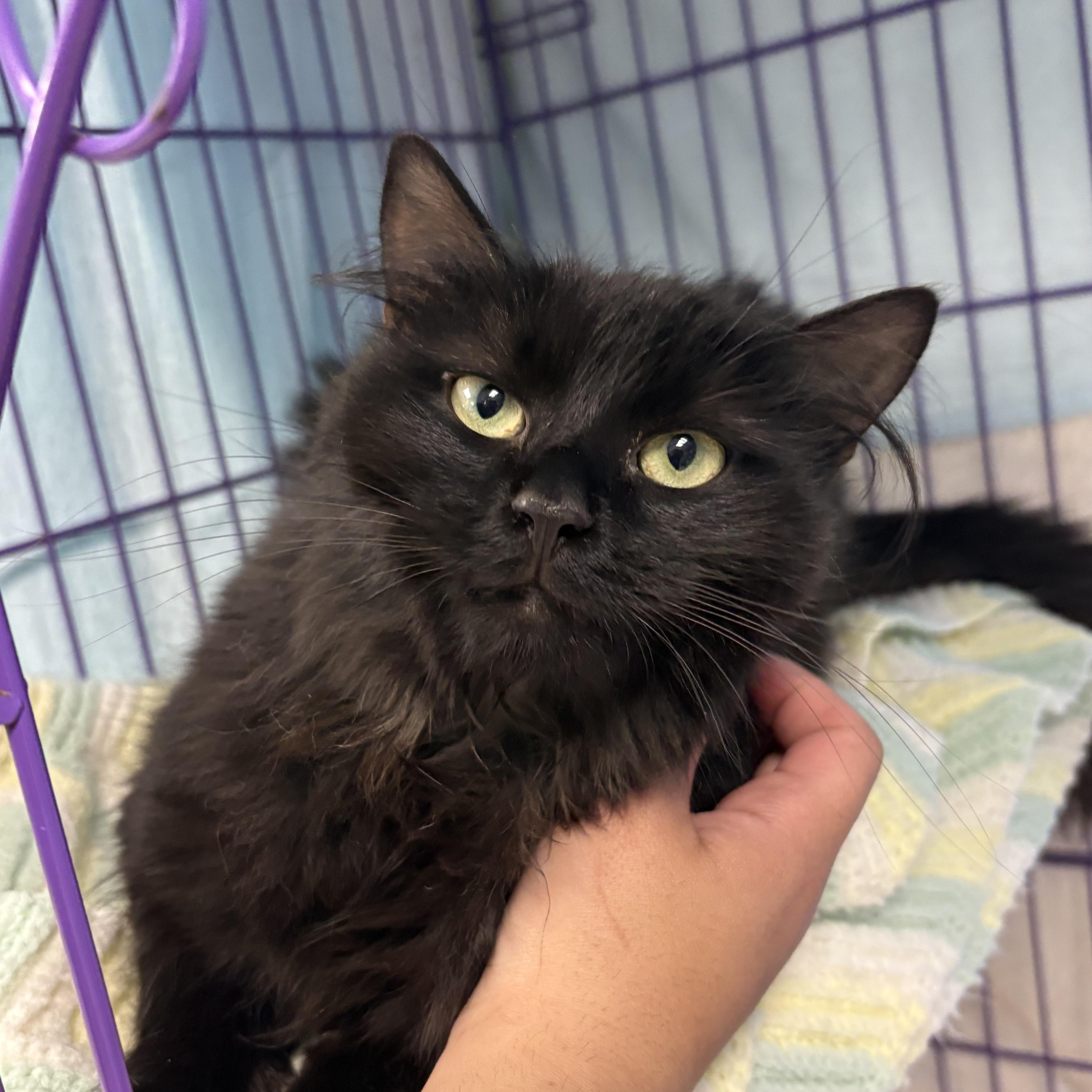 Enlarge Sambuca, an adopted Domestic Long Hair in Richboro, PA image 4/4