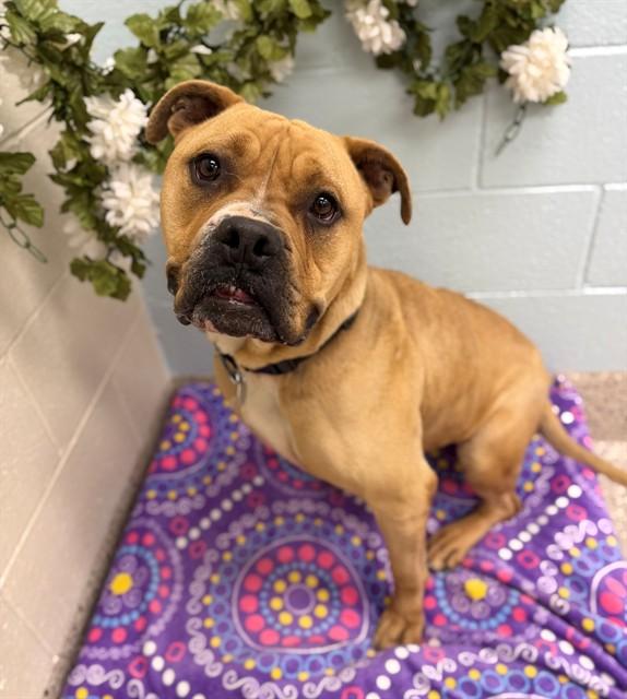 Enlarge LUCKY, a Adoptable American Bulldog in Brighton, CO image 1/1