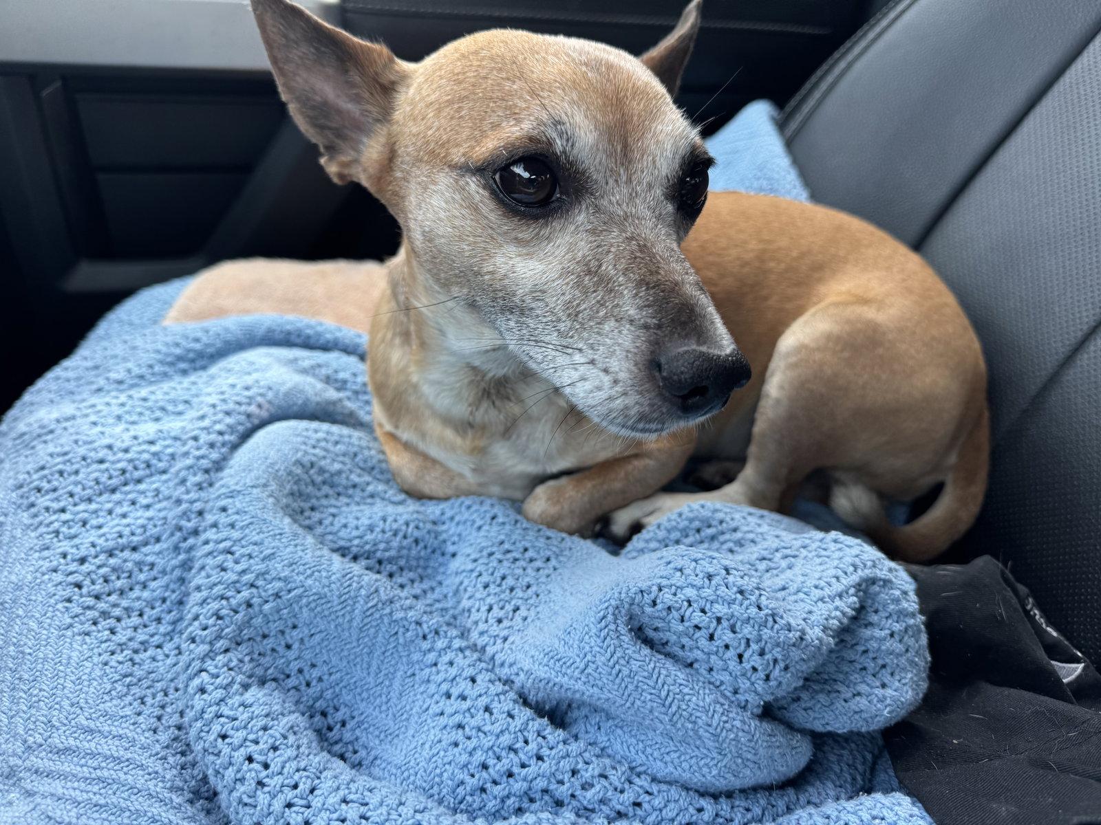 George, Adoptable, Adult Male Chihuahua.