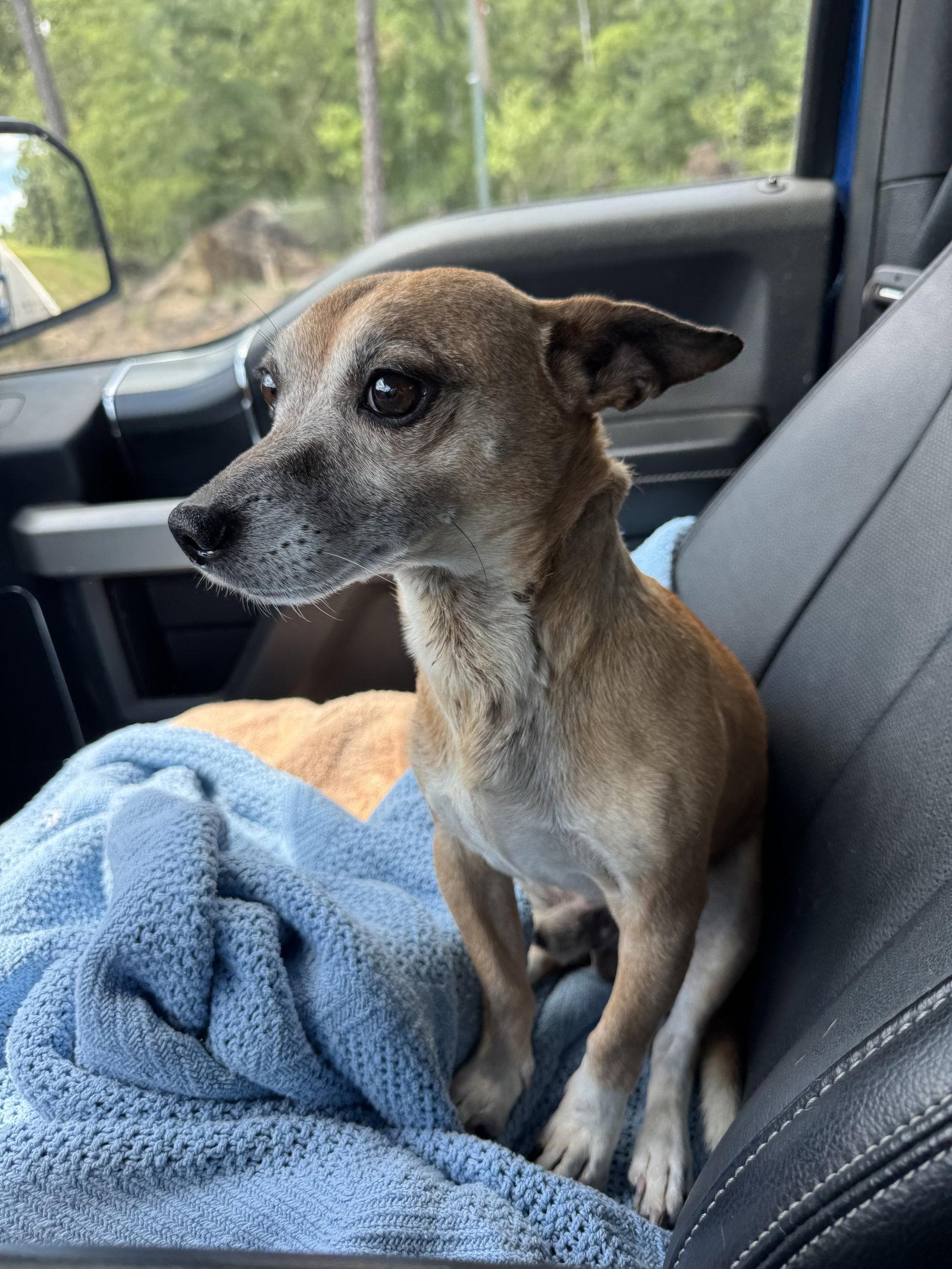 George, a Adoptable Chihuahua in Tarrytown, GA image 2/3