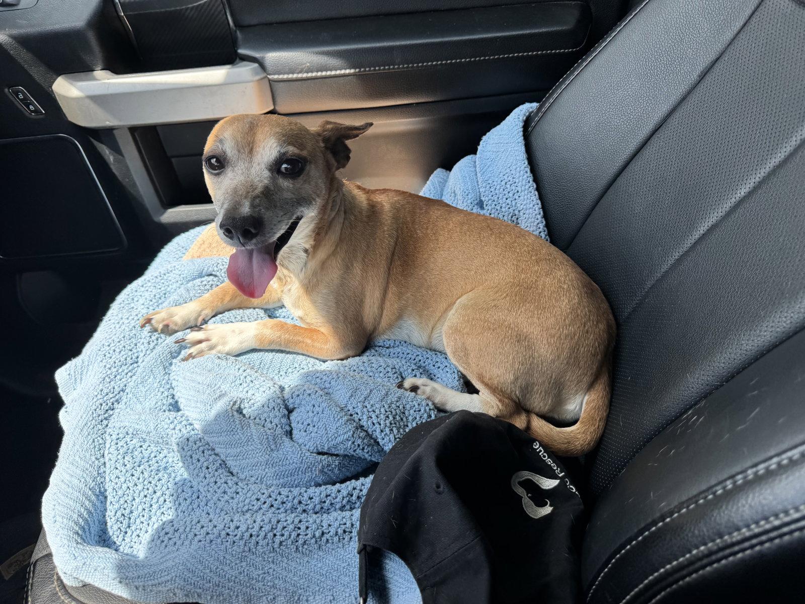George, a Adoptable Chihuahua in Tarrytown, GA image 3/3
