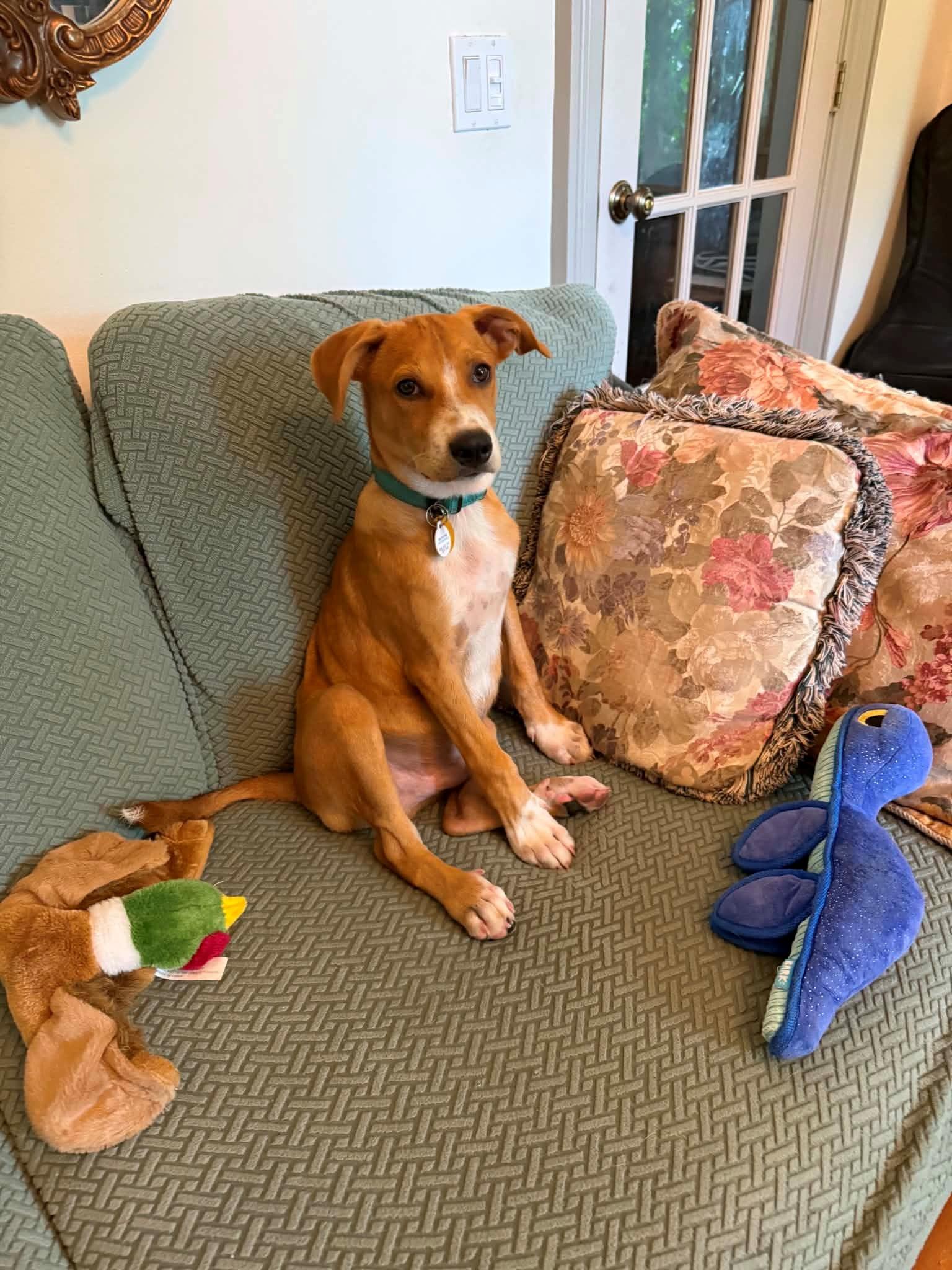 Henry, ADOPTABLE, Puppy Male Labrador Retriever.