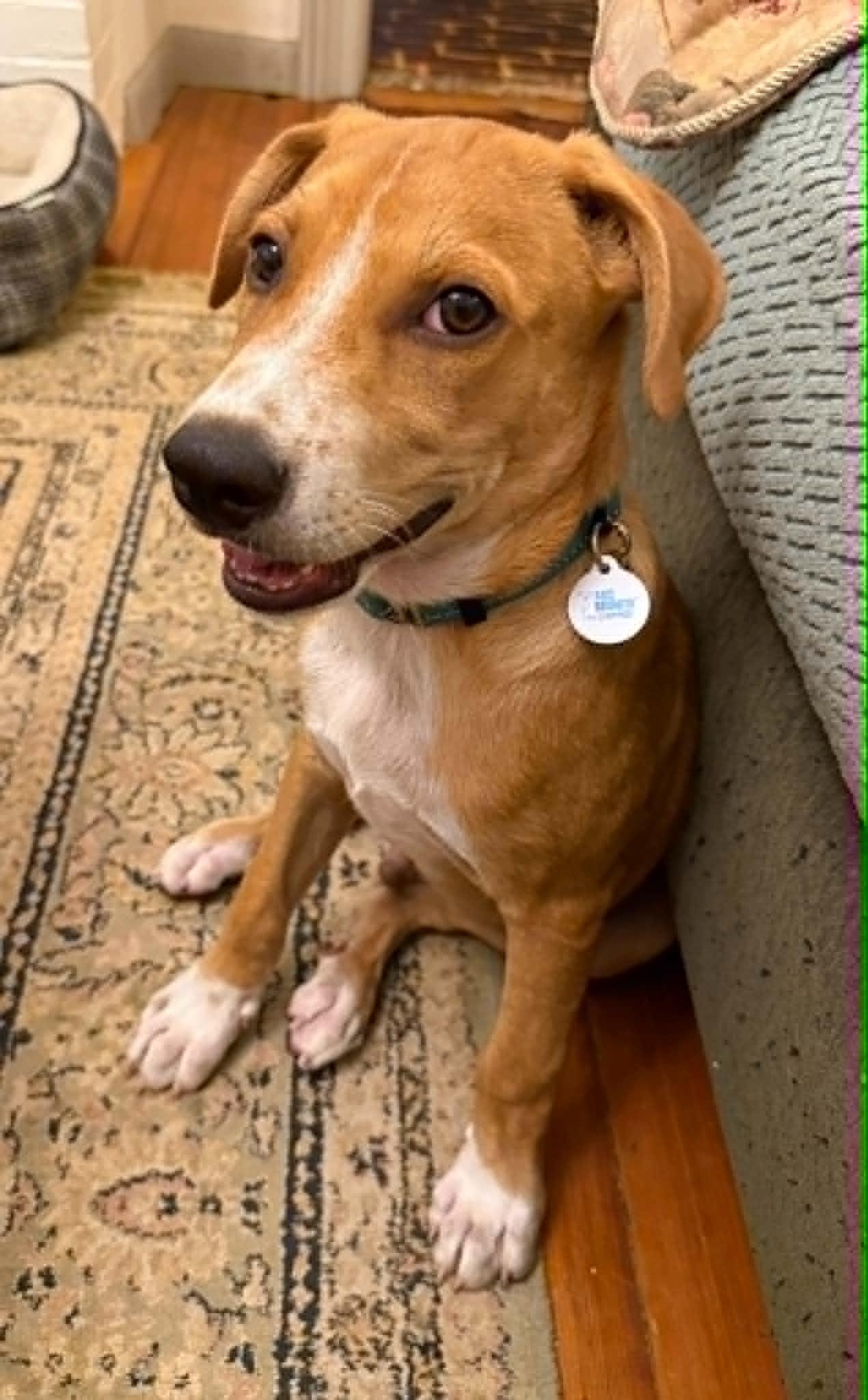 Henry, a ADOPTABLE mixed breed in Huntington, NY image 2/5