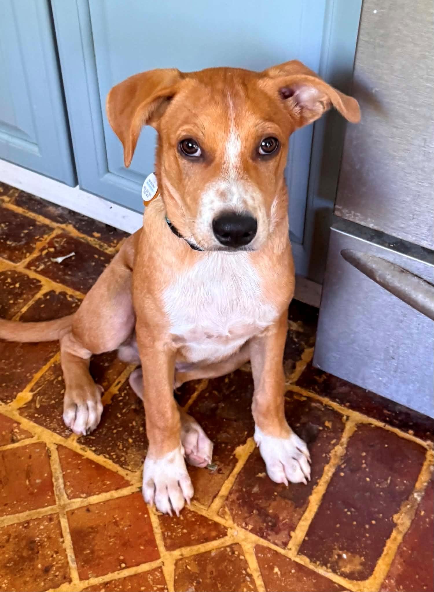 Henry, a ADOPTABLE mixed breed in Huntington, NY image 3/5