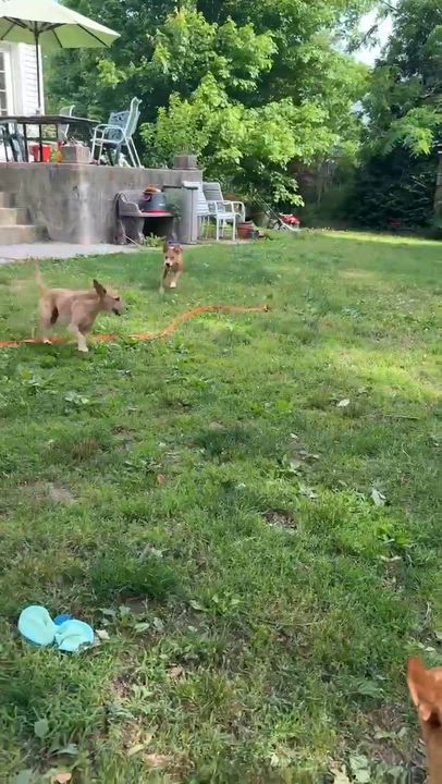 Enlarge Henry, a ADOPTABLE mixed breed in Huntington, NY video 5/5
