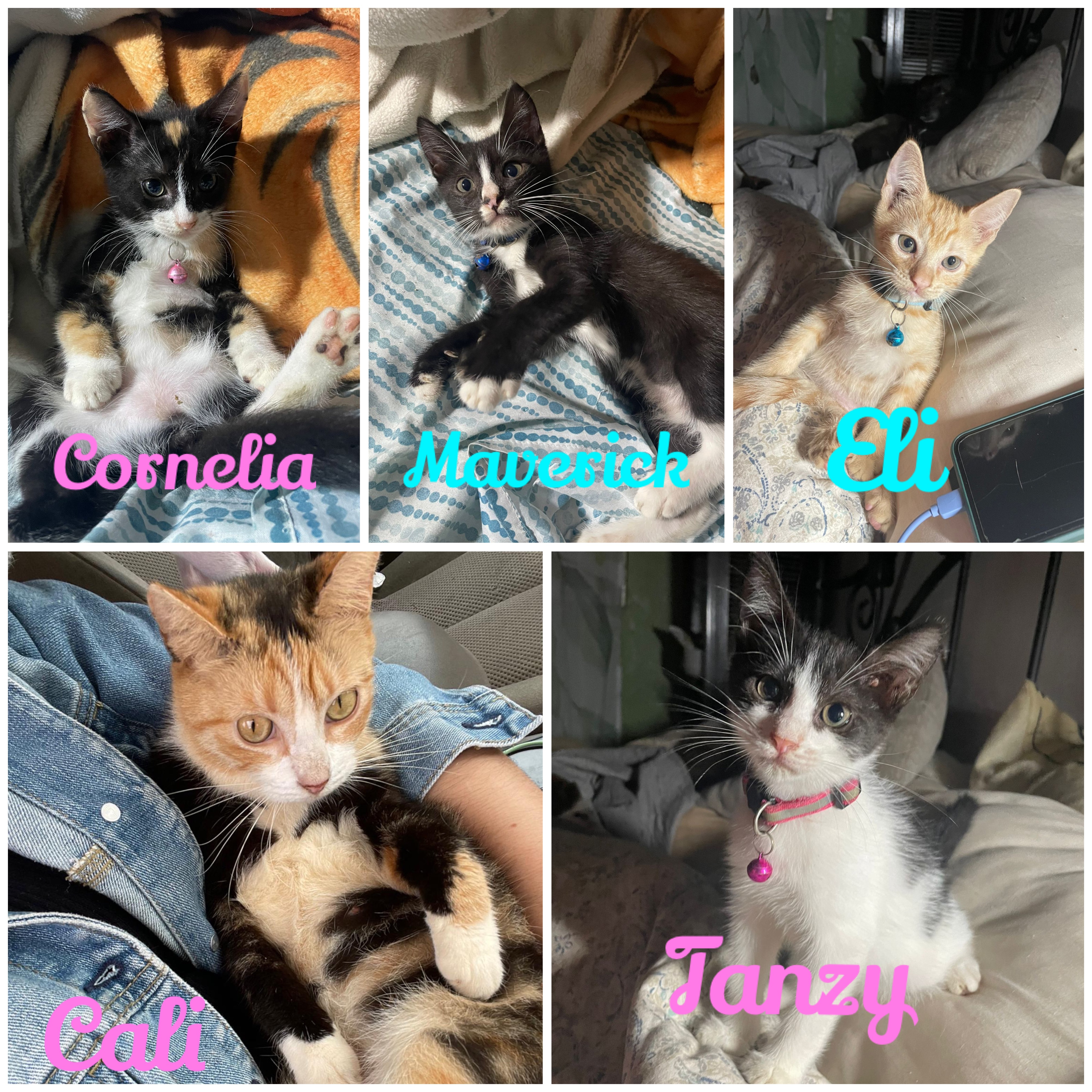 Cornelia, a Adoptable mixed breed in Pittsfield, MA image 3/5