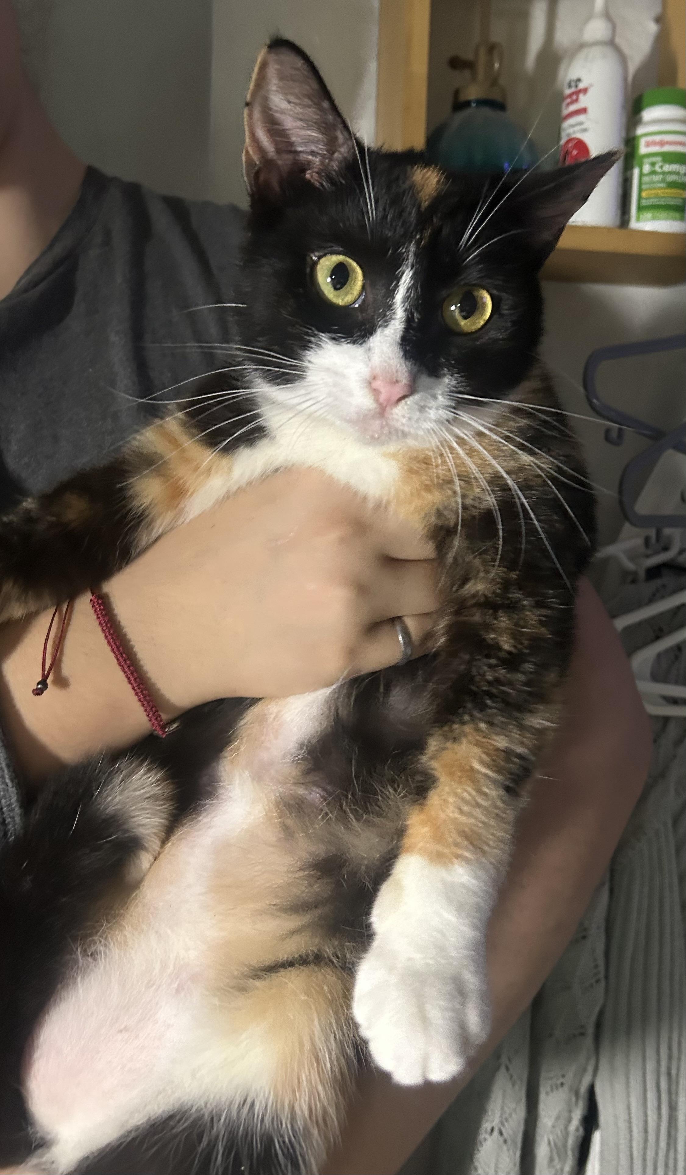 Cornelia, a Adoptable mixed breed in Pittsfield, MA image 1/5