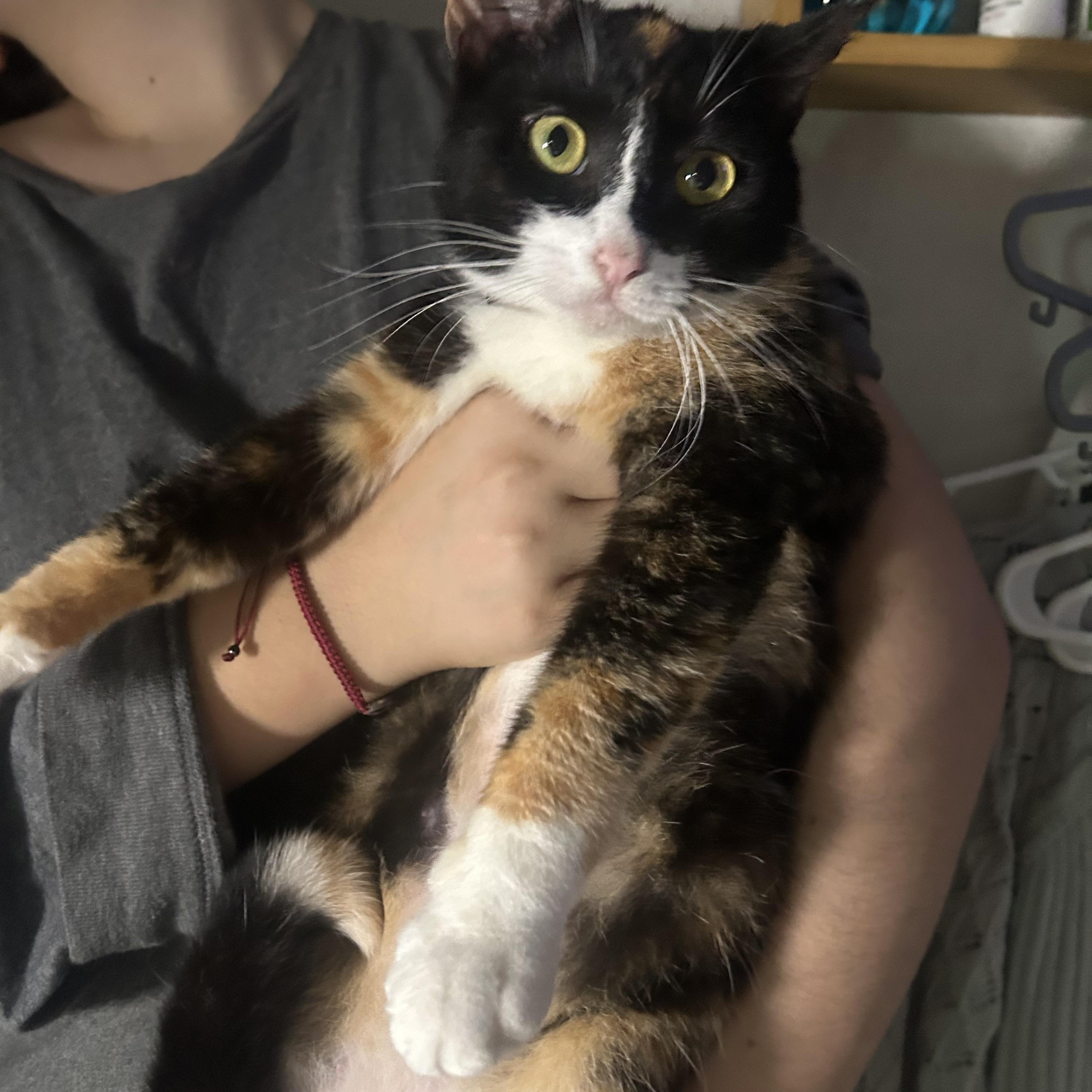 Cornelia, a Adoptable mixed breed in Pittsfield, MA image 4/5