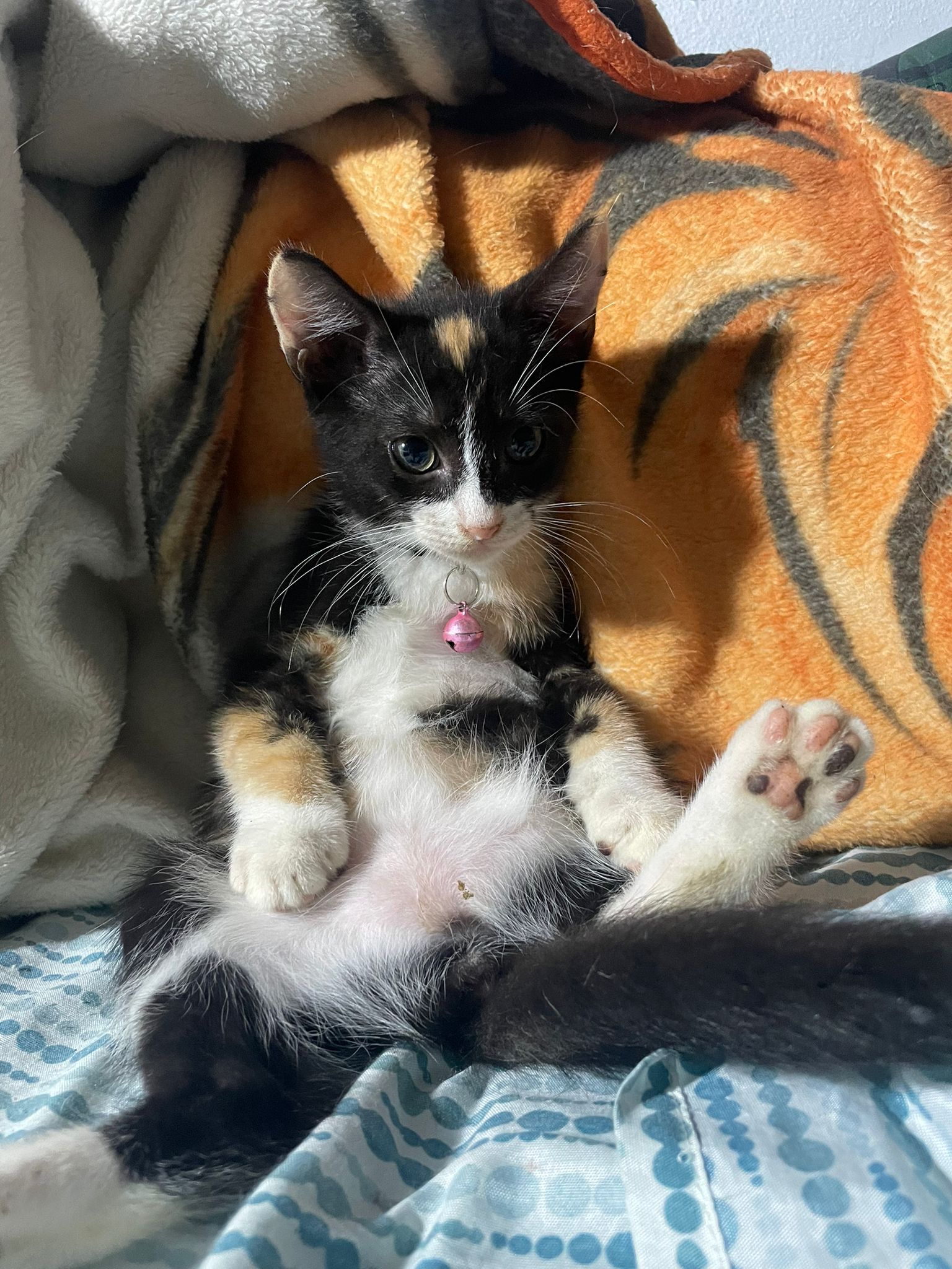 Cornelia, a Adoptable mixed breed in Pittsfield, MA image 2/5