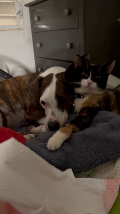 Enlarge Cornelia, a Adoptable mixed breed in Pittsfield, MA video 5/5