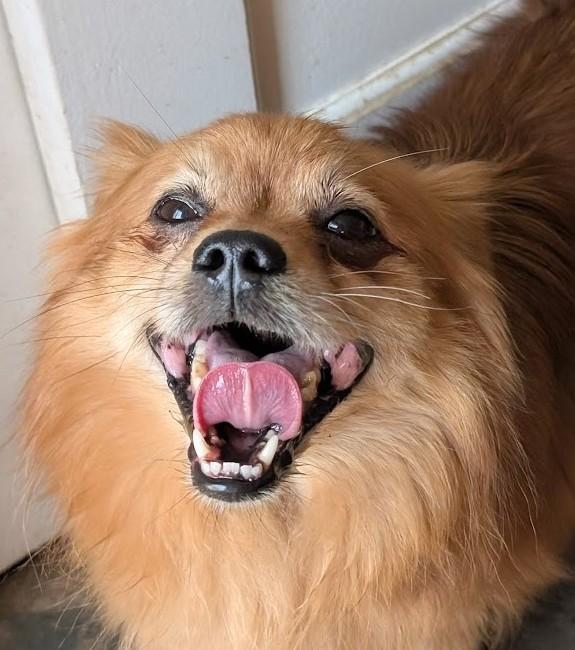 Rocket