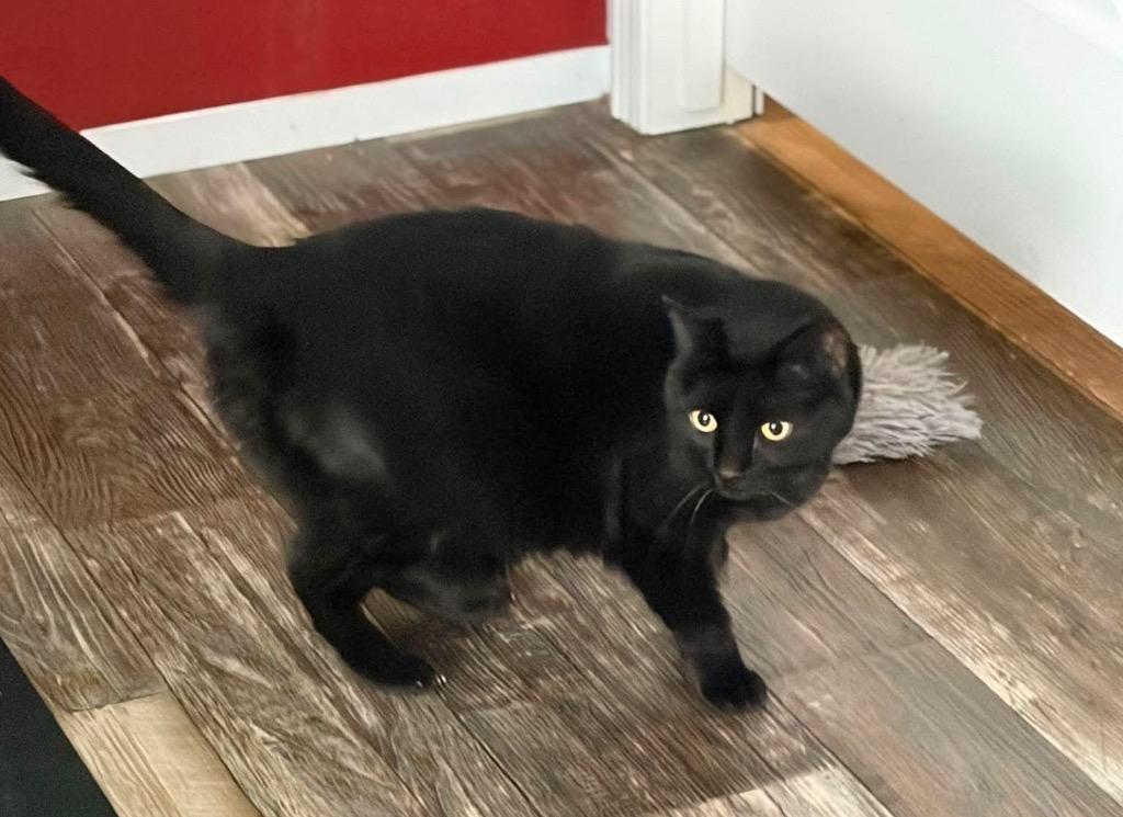 Stella, Adoptable, Young Female Domestic Short Hair.