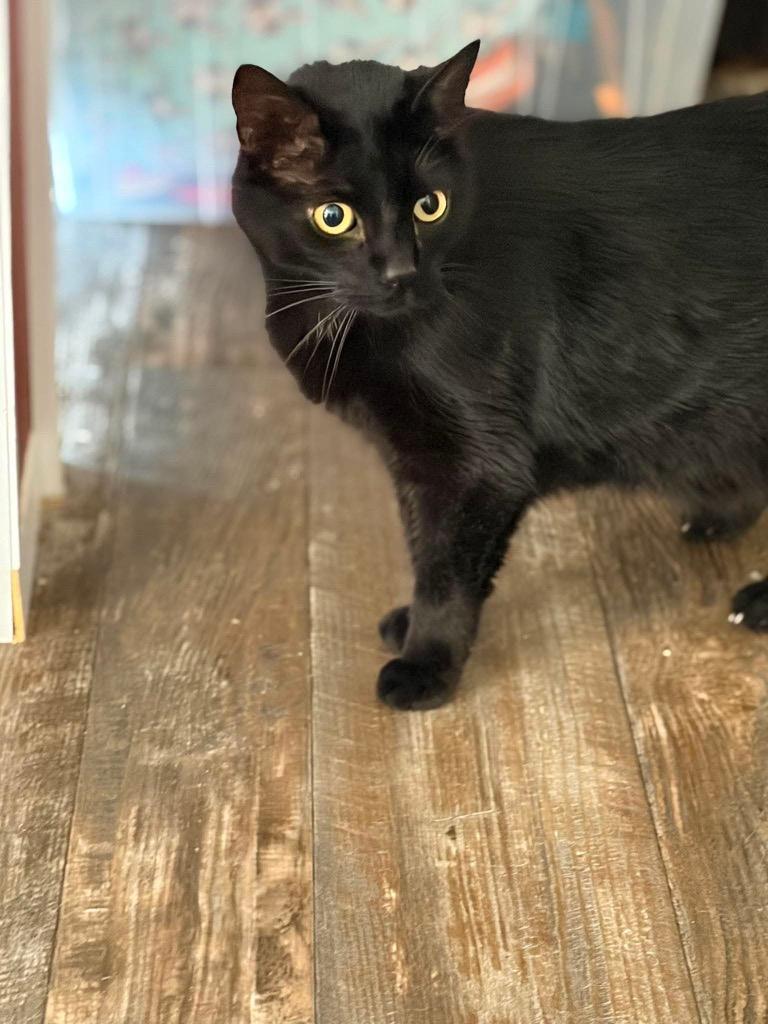 Enlarge Stella, a Adoptable Domestic Short Hair in Gorham, ME image 2/2