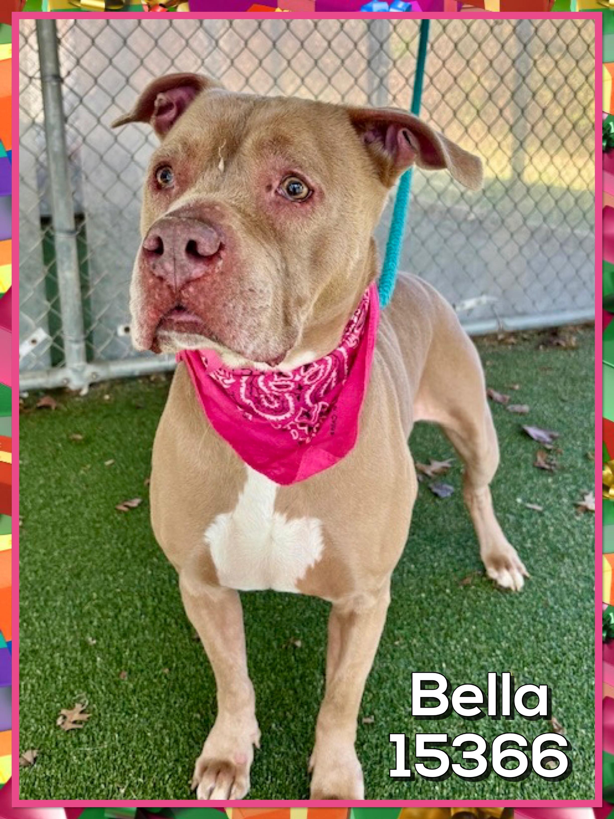 BELLA, a ADOPTABLE mixed breed in Marietta, GA image 3/5