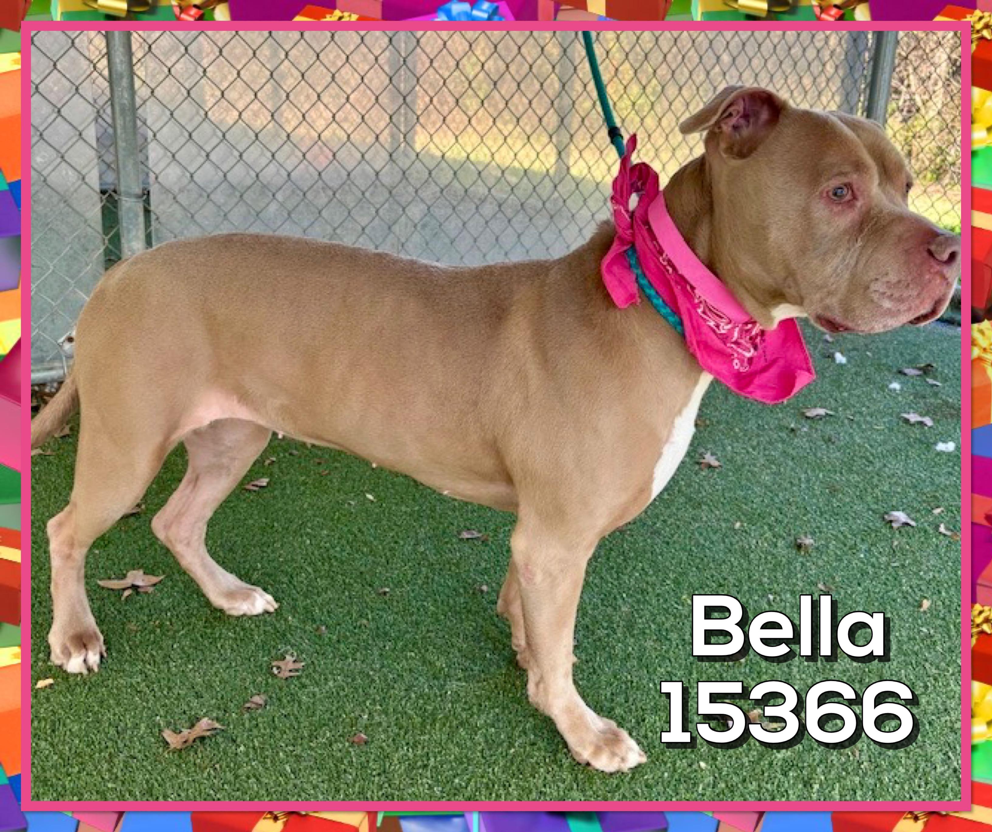 BELLA, a ADOPTABLE mixed breed in Marietta, GA image 4/5