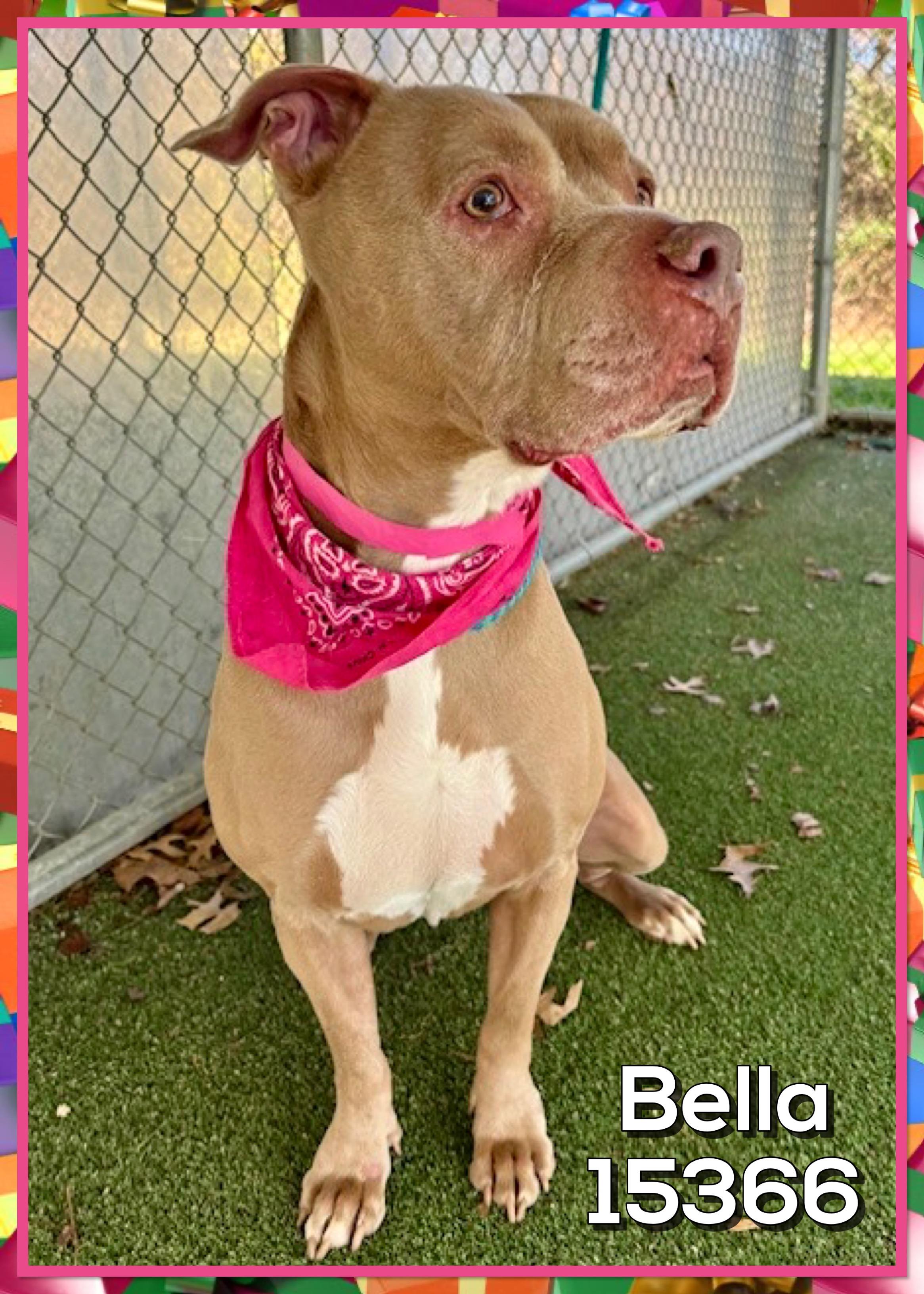 BELLA, a ADOPTABLE mixed breed in Marietta, GA image 5/5