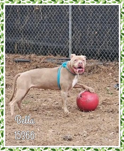 BELLA, ADOPTABLE, Senior Female American Bully.