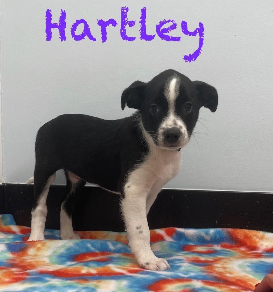 Hartley, Adoptable, Puppy Male Jack Russell Terrier & Border Collie.