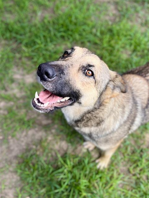 Enlarge PHOEBE, a Adoptable mixed breed in Houston, TX image 1/1