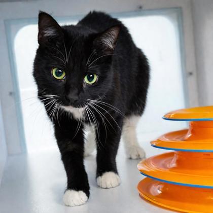 Maxx, Adoptable, Adult Female Domestic Short Hair & Domestic Short Hair.