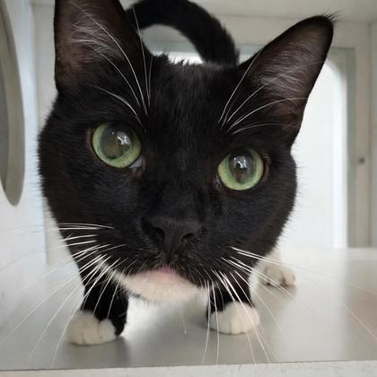 Enlarge Maxx, a Adoptable mixed breed in Voorhees, NJ image 2/3