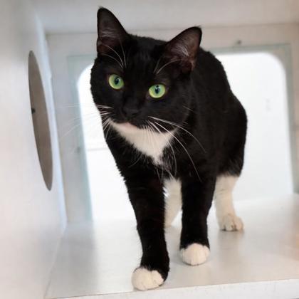 Enlarge Maxx, a Adoptable mixed breed in Voorhees, NJ image 3/3