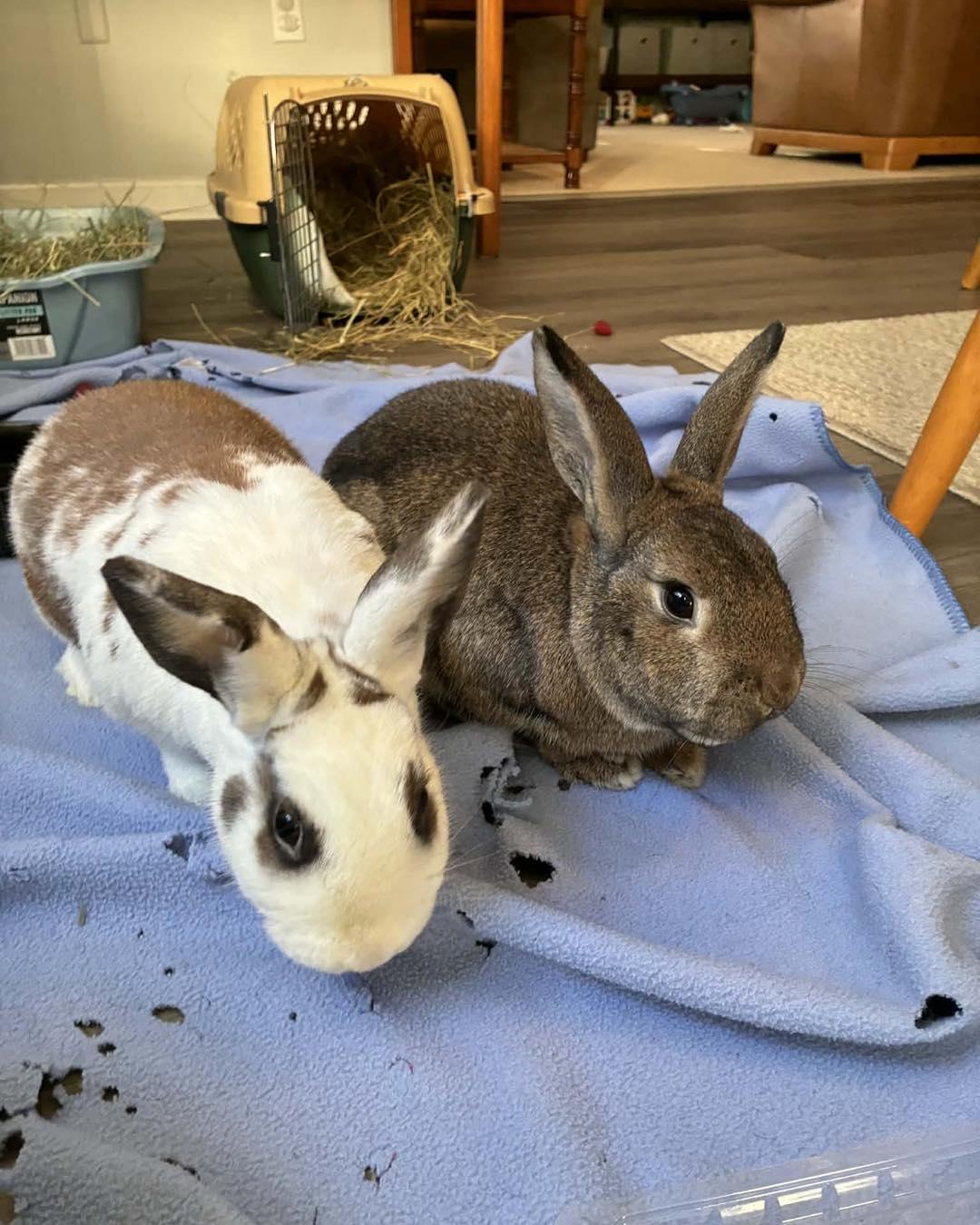 Clyde *bonded with Scarlett*, a Adoptable mixed breed in Norway, ME image 5/6