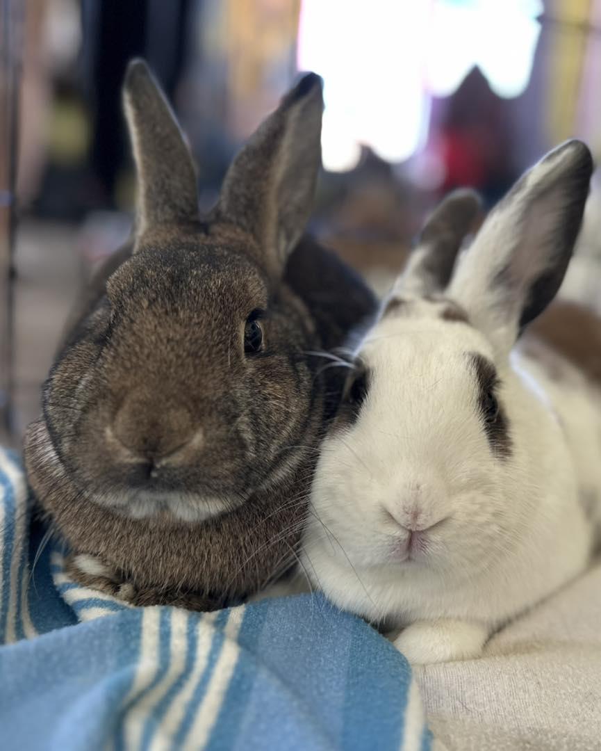 Clyde *bonded with Scarlett*, a Adoptable mixed breed in Norway, ME image 6/6