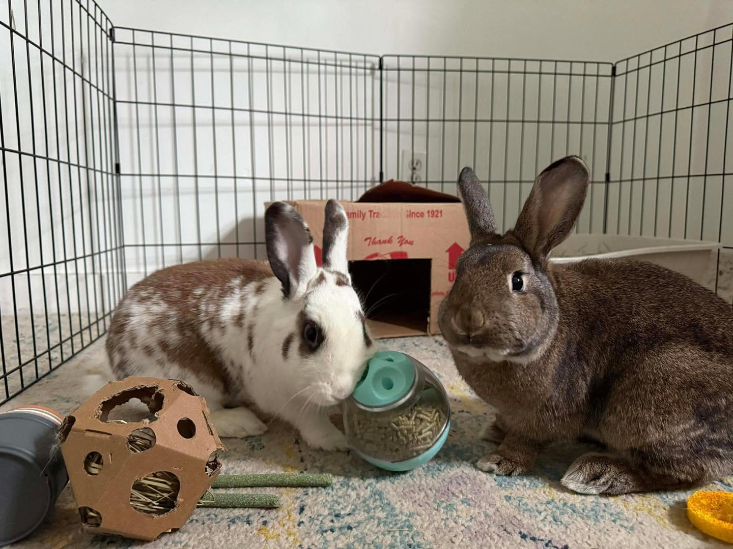 Clyde *bonded with Scarlett*, Adoptable, Adult Male Bunny Rabbit.