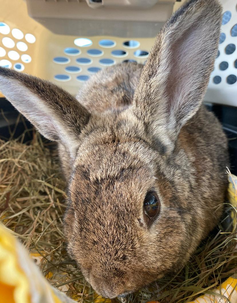 Enlarge Clyde *bonded with Scarlett*, a Adoptable mixed breed in Westbrook, ME image 1/4