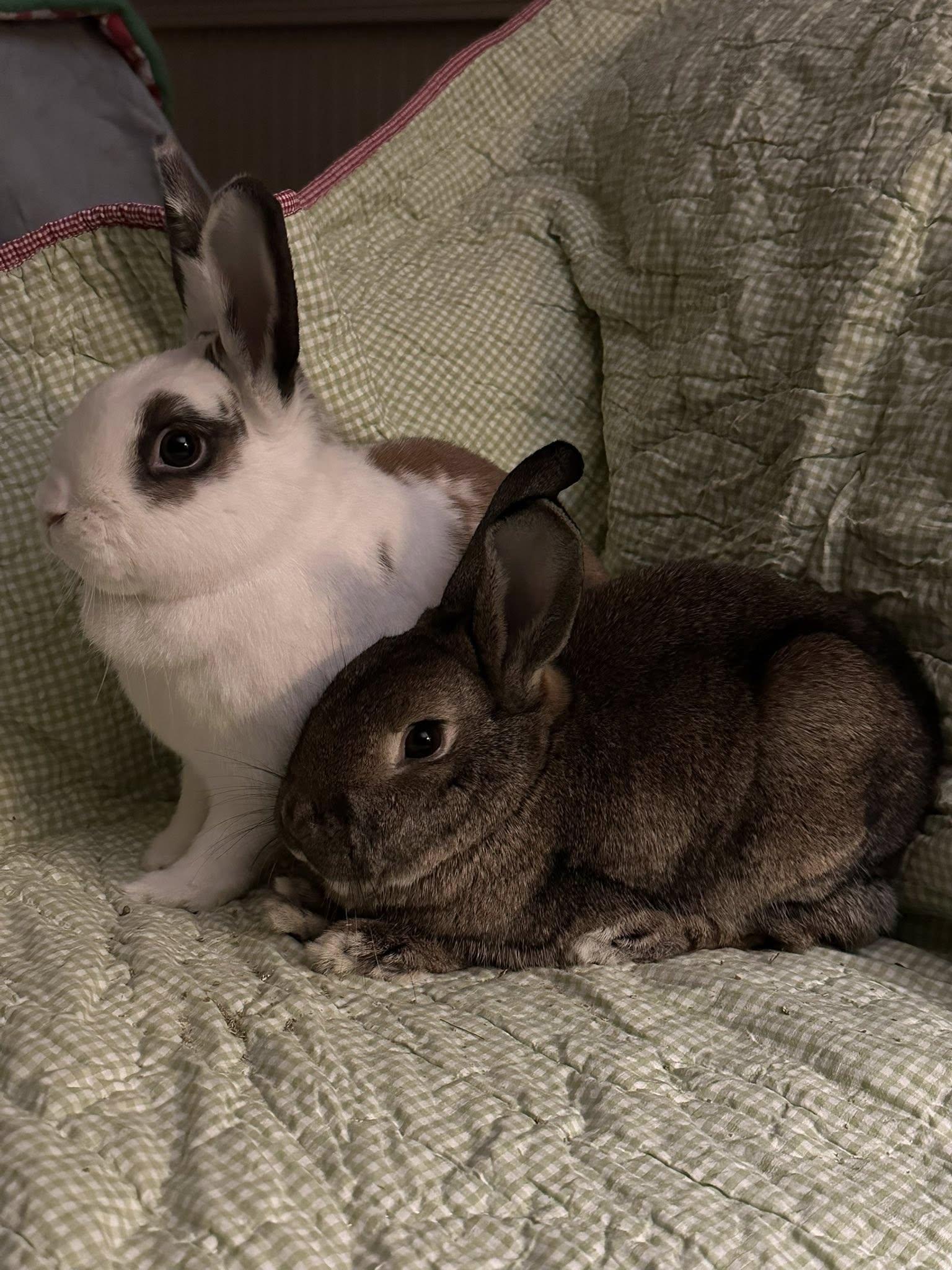 Clyde *bonded with Scarlett*, a Adoptable mixed breed in Norway, ME image 3/6