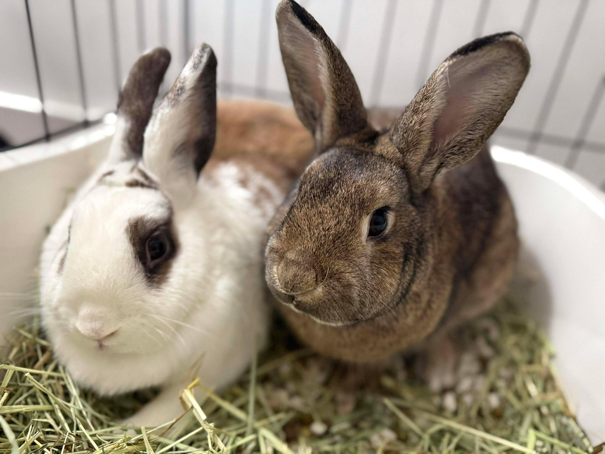 Enlarge Clyde *bonded with Scarlett*, a Adoptable mixed breed in Westbrook, ME image 3/4