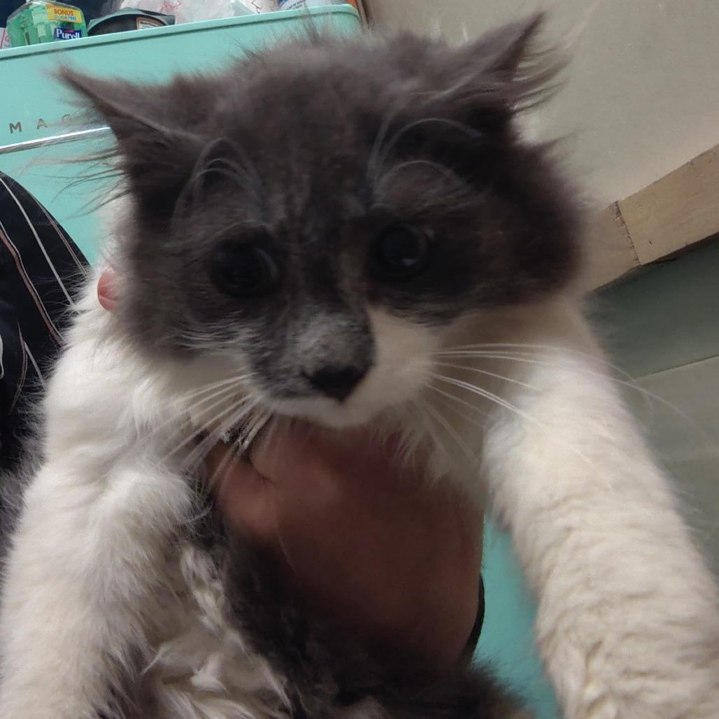 Grayson, Adoptable, Kitten Male Domestic Long Hair.