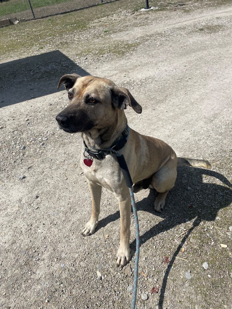 Bud, Adopted, Adult Male Black Mouth Cur.