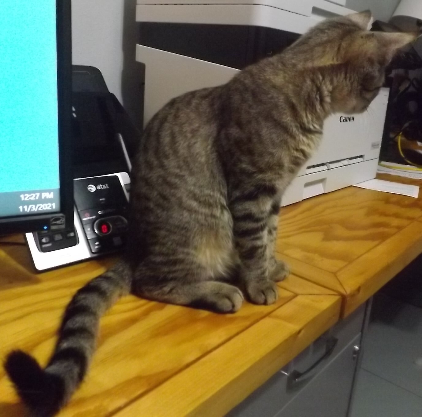 Libby, a Adoptable mixed breed in Simms, TX image 1/3