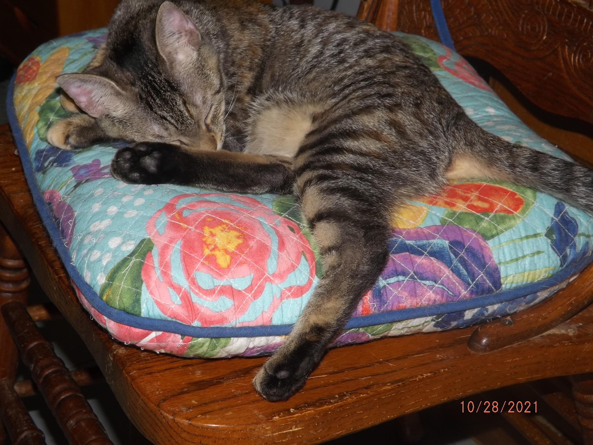 Libby, a Adoptable mixed breed in Simms, TX image 2/3