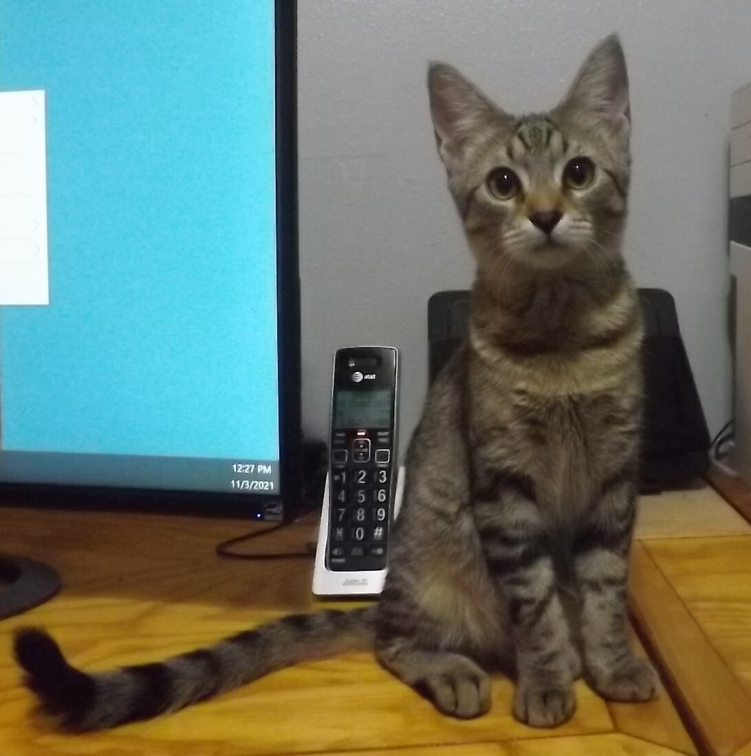 Libby, a Adoptable mixed breed in Simms, TX image 3/3